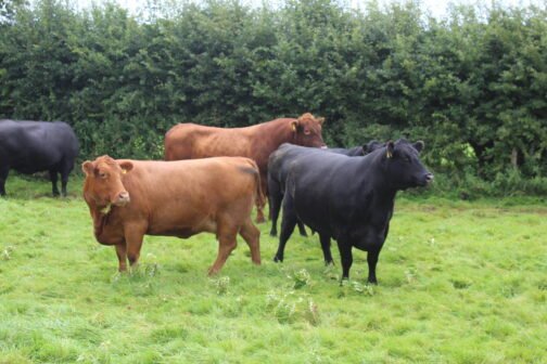 Angus Cattle - Image 2