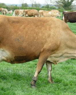 Jersey Cattle