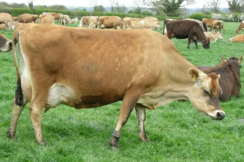 Jersey Cattle - Image 2