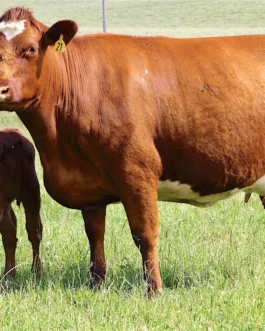 Shorthorn Cattle