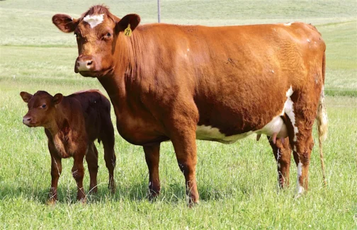 Shorthorn Cattle