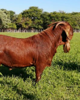 Kalahari Goat