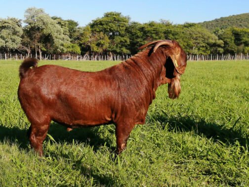 Kalahari Goat