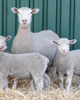 Dormer Sheep