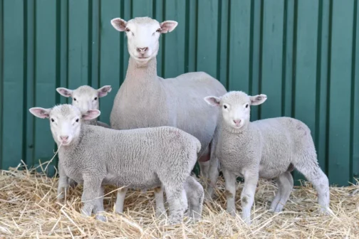 Dormer Sheep