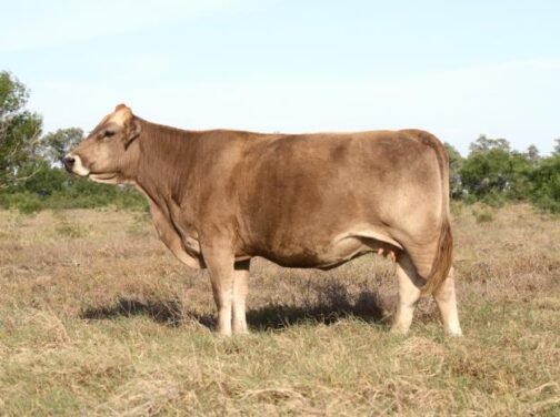 Braunvieh Cattle - Image 3