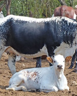 Nguni Cattle