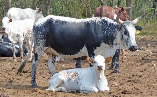 Nguni Cattle