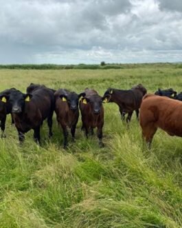Sussex cattle