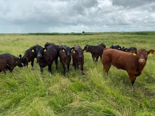 Sussex cattle - Image 2
