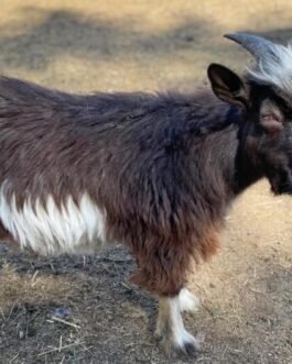 Desi Goat