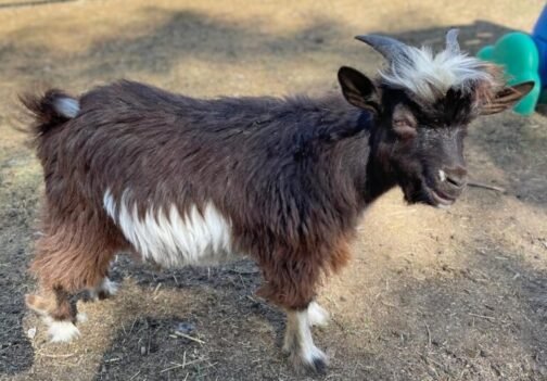 Desi Goat - Image 2