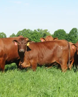 Beef Master Cattle