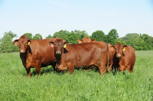 Beef Master Cattle