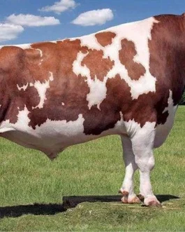 Ayrshire cattle