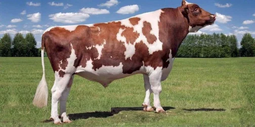 Ayrshire cattle - Image 2