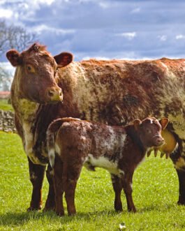 Shorthorn Cattle