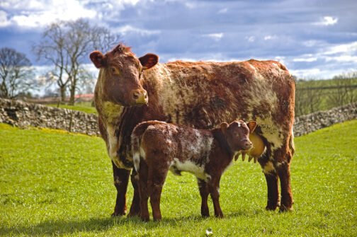 Shorthorn Cattle - Image 2