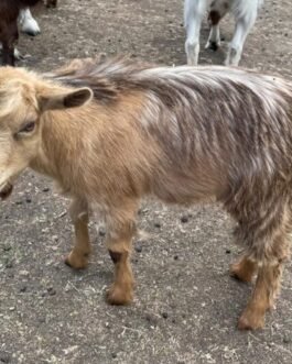Desi Goat