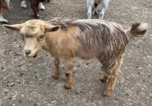 Desi Goat