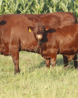 Sussex cattle