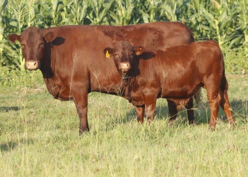 Sussex cattle