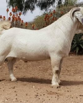 Savanna Goat
