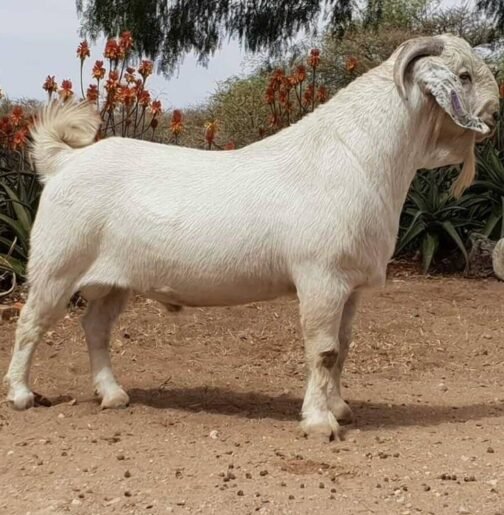 Savanna Goat