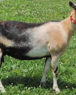Toggenburg Goat