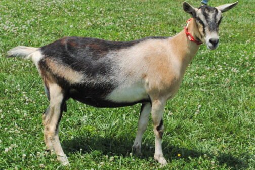 Toggenburg Goat - Image 2