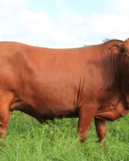 Tuli cattle