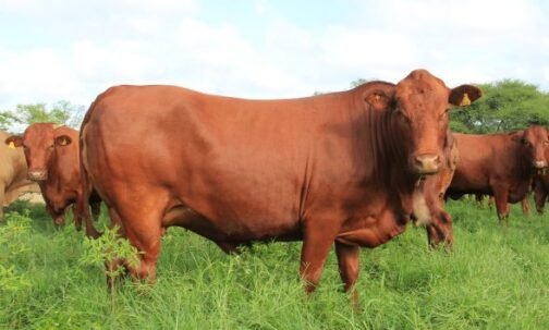 Tuli cattle - Image 2