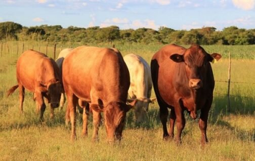 Tuli cattle