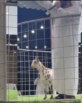 Salali goat