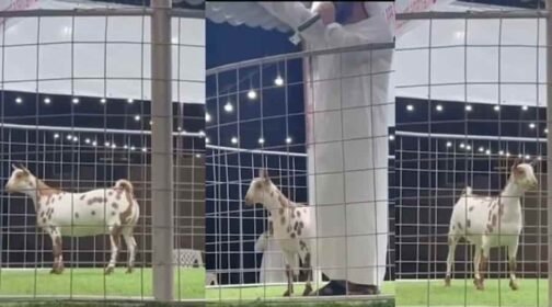 Salali goat