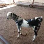 Jaziri goat