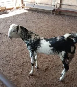 Jaziri goat