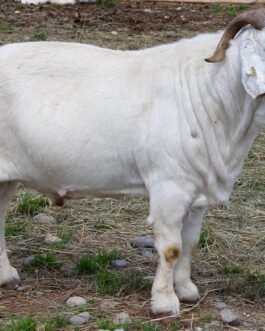 Savanna Goat