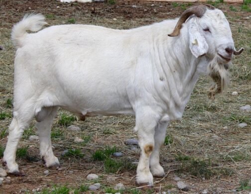 Savanna Goat - Image 2