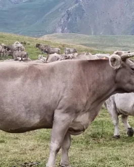 Parda alpina Cattle