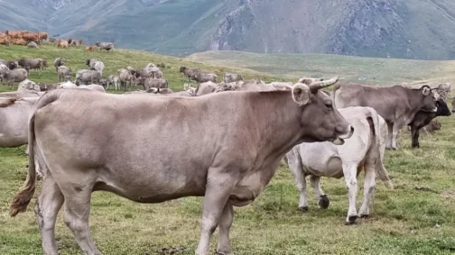 Parda alpina Cattle
