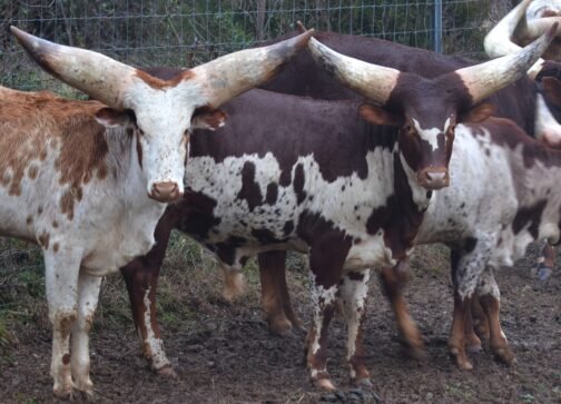 Ankole-Watusi Cattle - Image 3