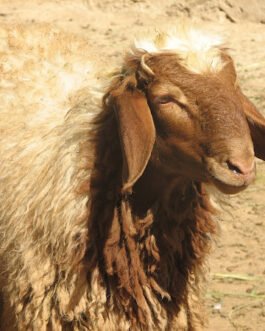 Awassi Sheep