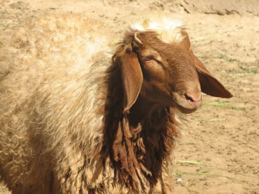 Awassi Sheep
