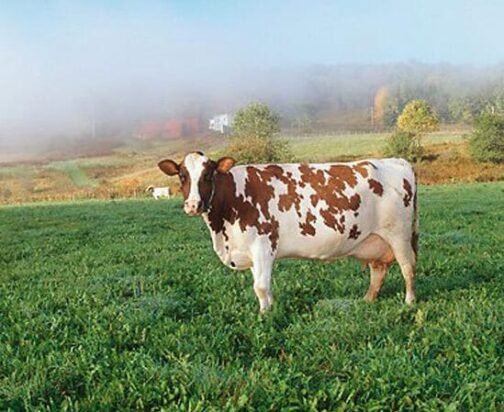Ayrshire cattle - Image 3