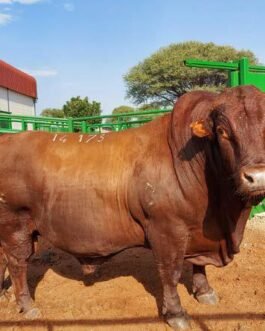 Bonsmara Bull