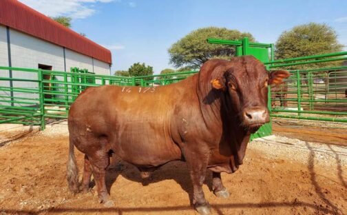 Bonsmara Bull - Image 2