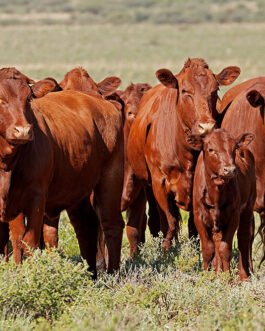 Bonsmara Cattle