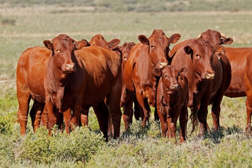 Bonsmara Cattle