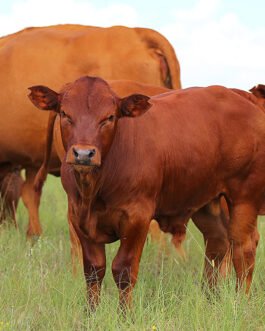Bonsmara Cattle
